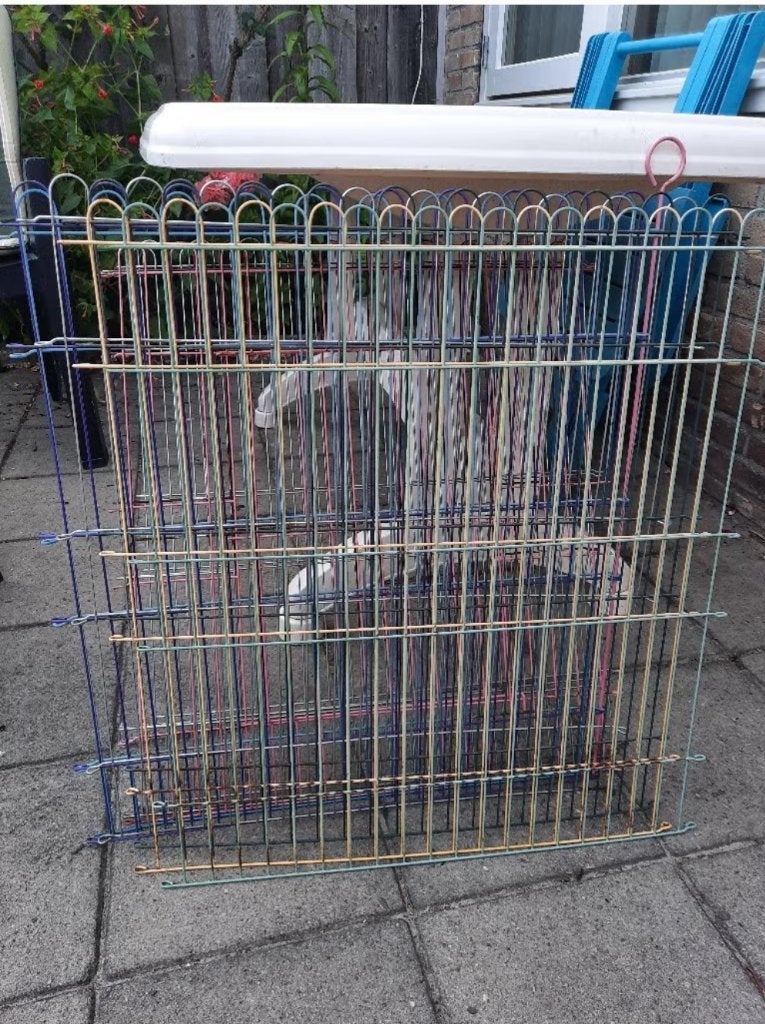 Konijnenren, Dieren en Toebehoren, Ophalen, 60 tot 90 cm, Ren, 110 cm of meer