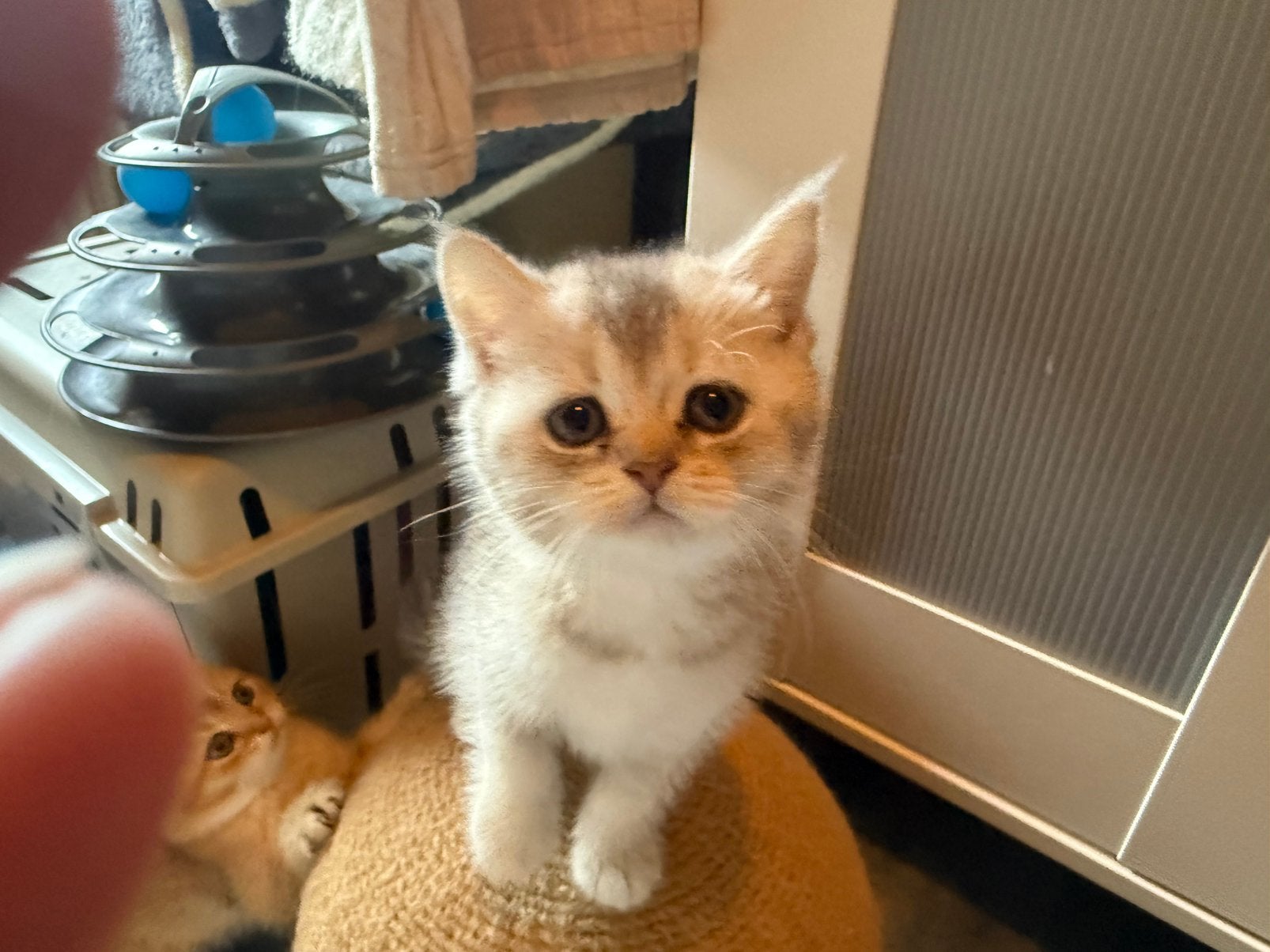 4 prachtige volle britse korthaar kittens, Meerdere dieren, Kortharig