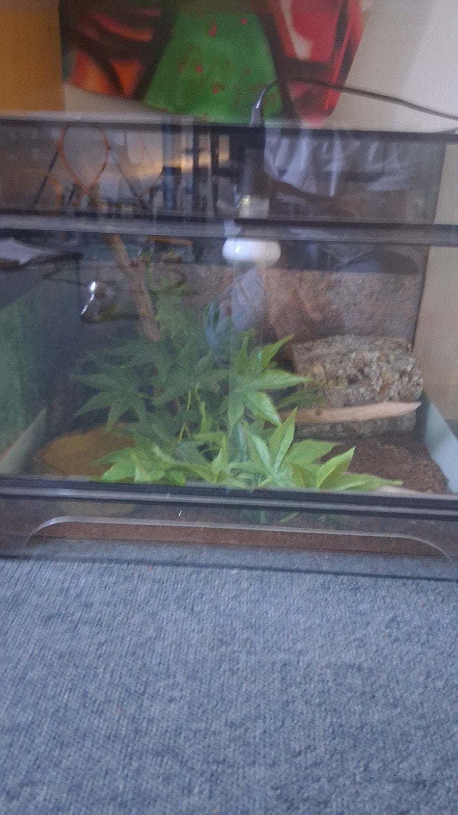 Ingericht terrarium 50 x 40 x 40, Overige soorten, Met terrarium, 11 jaar of ouder