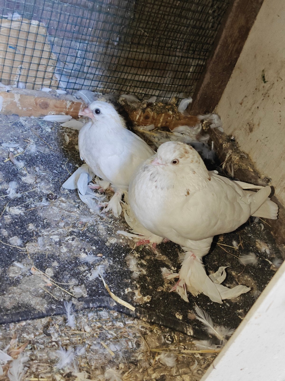alkmaar, Dieren en Toebehoren, Vogels | Overige Vogels, Meerdere dieren