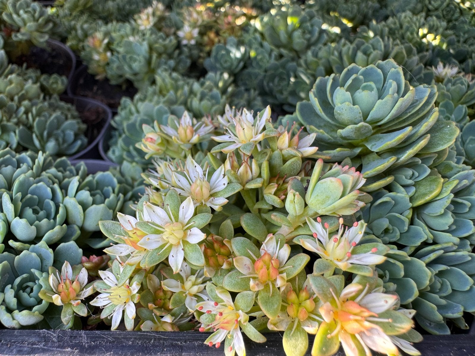 Foto 12 van Rotsplanten: 30 soorten,10 voor €10, sempervivum, sedums enz