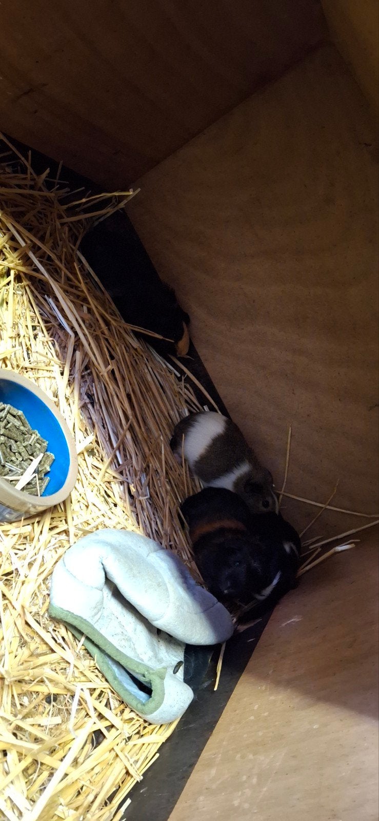 8 cavia beertjes, April, Mannelijk, Cavia