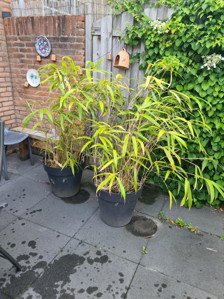 Twee grote bamboe planten in pot, Tuin en Terras, Ophalen, Bloeit niet, Overige soorten, Halfschaduw