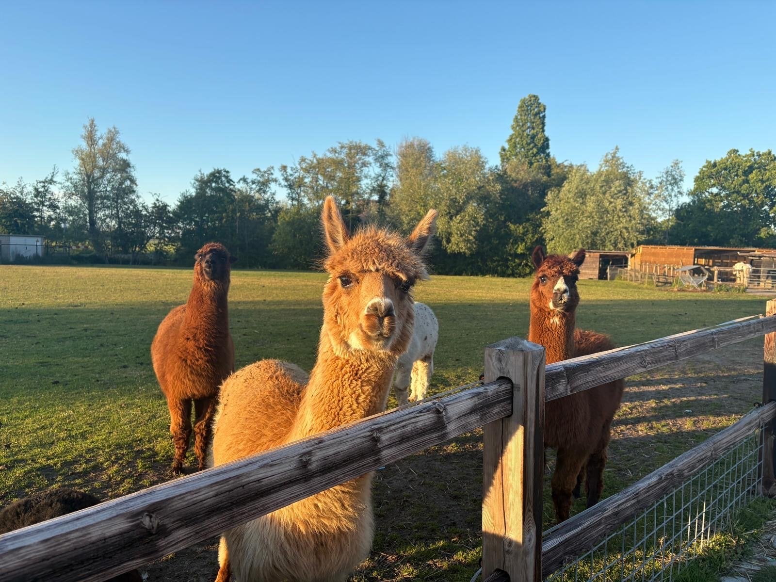 Alpaca wol, Dieren en Toebehoren, Ophalen, Nieuw