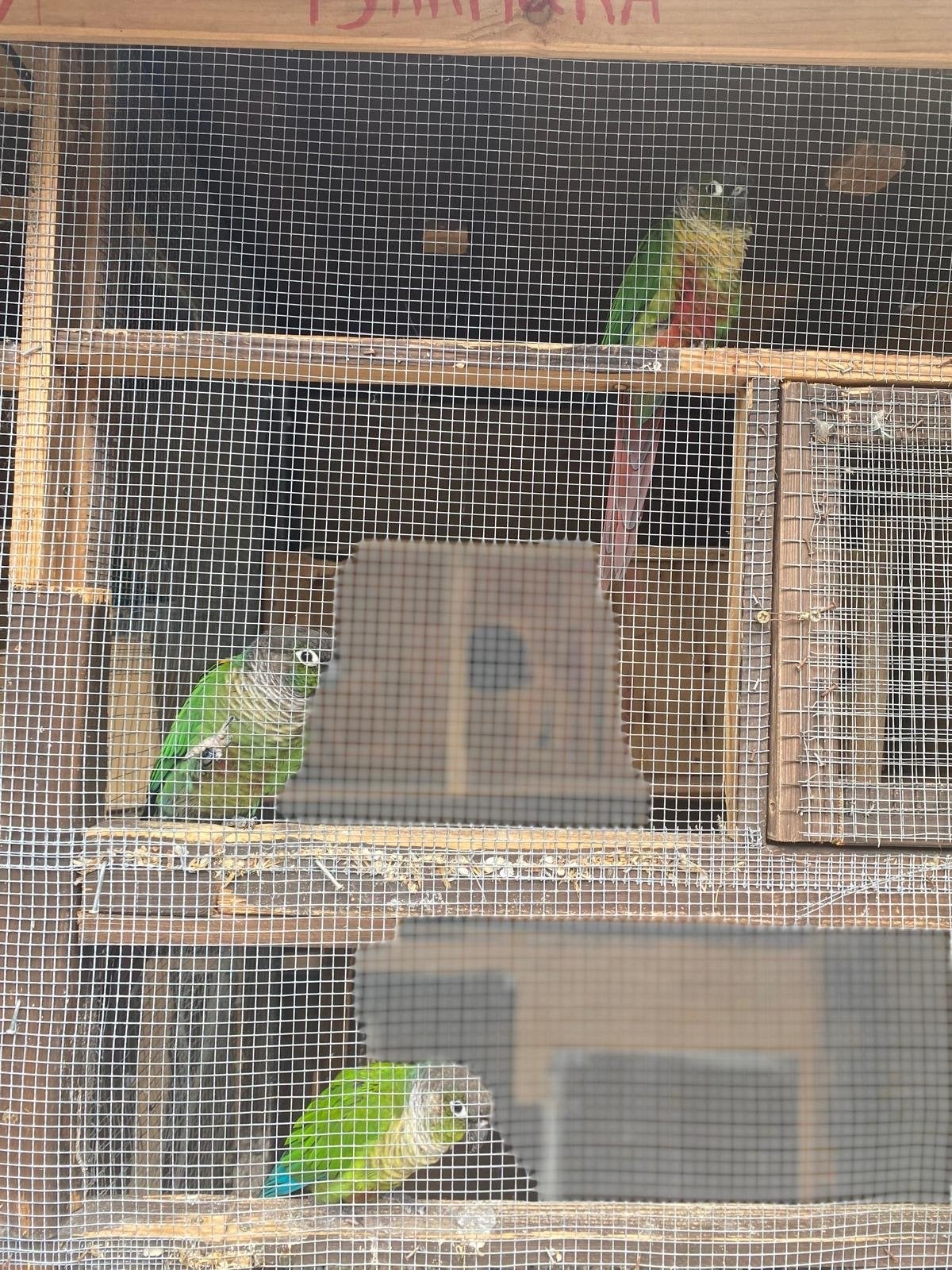 3 mooie Pyrrhura, Dieren en Toebehoren, Meerdere dieren, Parkiet