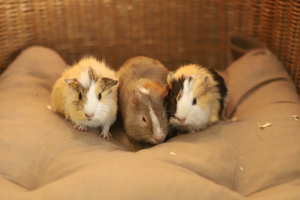 Cavia beren | Verschillende kleurslagen | Cavia's, Dieren en Toebehoren, Knaagdieren, Mei, Mannelijk, Cavia