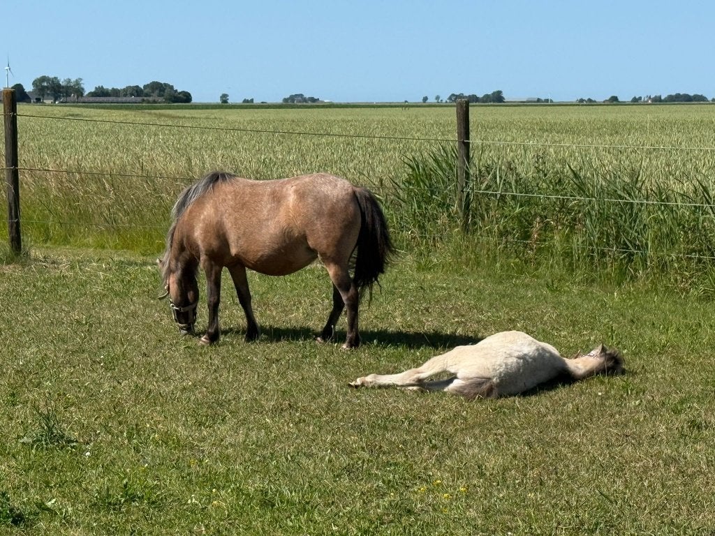 Gezocht stalweide/stalling pony, Dieren en Toebehoren, Pony's, Niet van toepassing, A pony (tot 1.17m), 7 tot 10 jaar, Recreatiepony