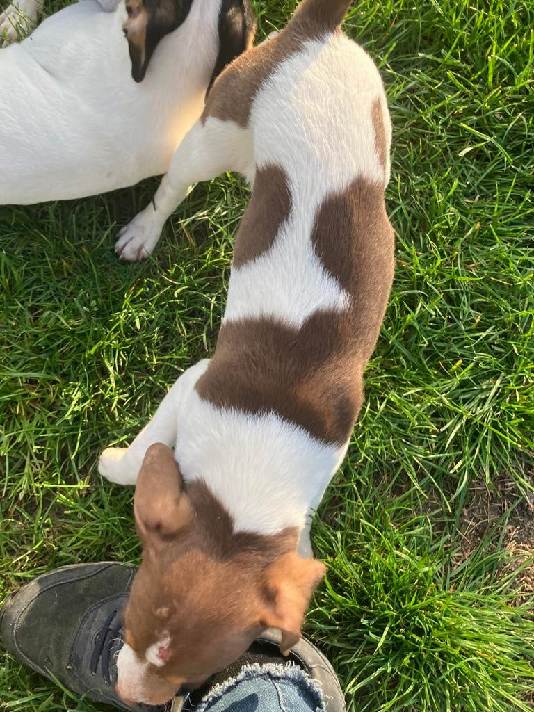 Boerenfox pups, HCC (leverziekte), 8 tot 15 weken, Meerdere, Meerdere dieren