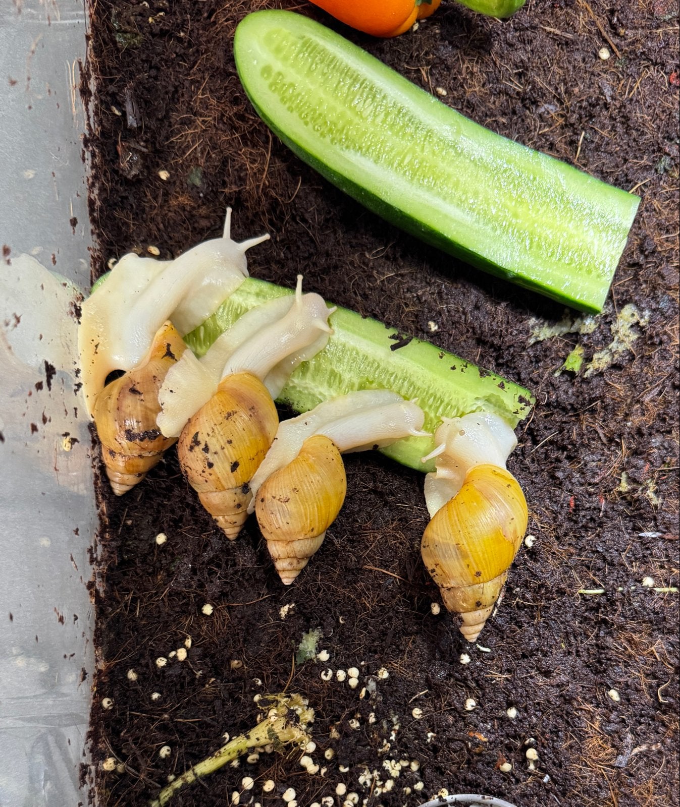 Achatina fulica jadatzi afrikaanse reuzenslakken 6-7 cm, Dieren en Toebehoren, Reptielen en Amfibieën, 0 tot 2 jaar