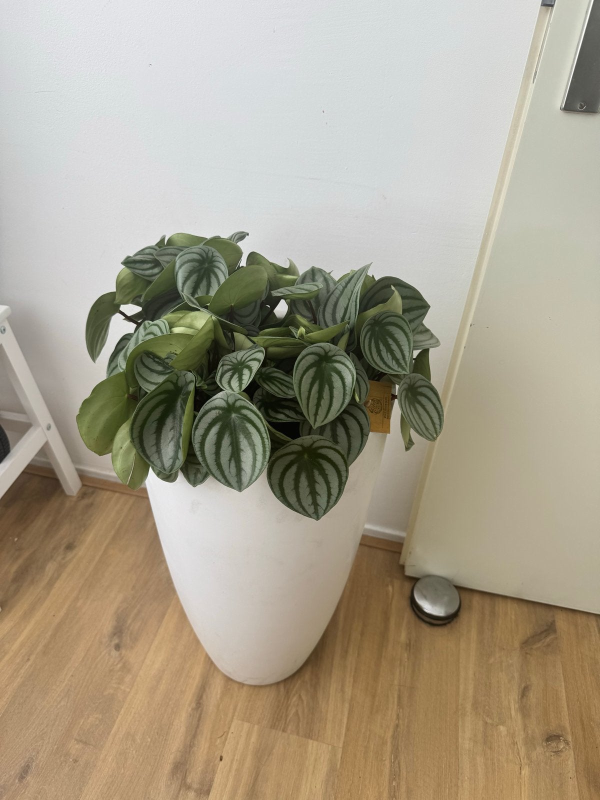 Peperomia Watermelon in witte pot, Ophalen, Overige soorten, Halfschaduw, In pot