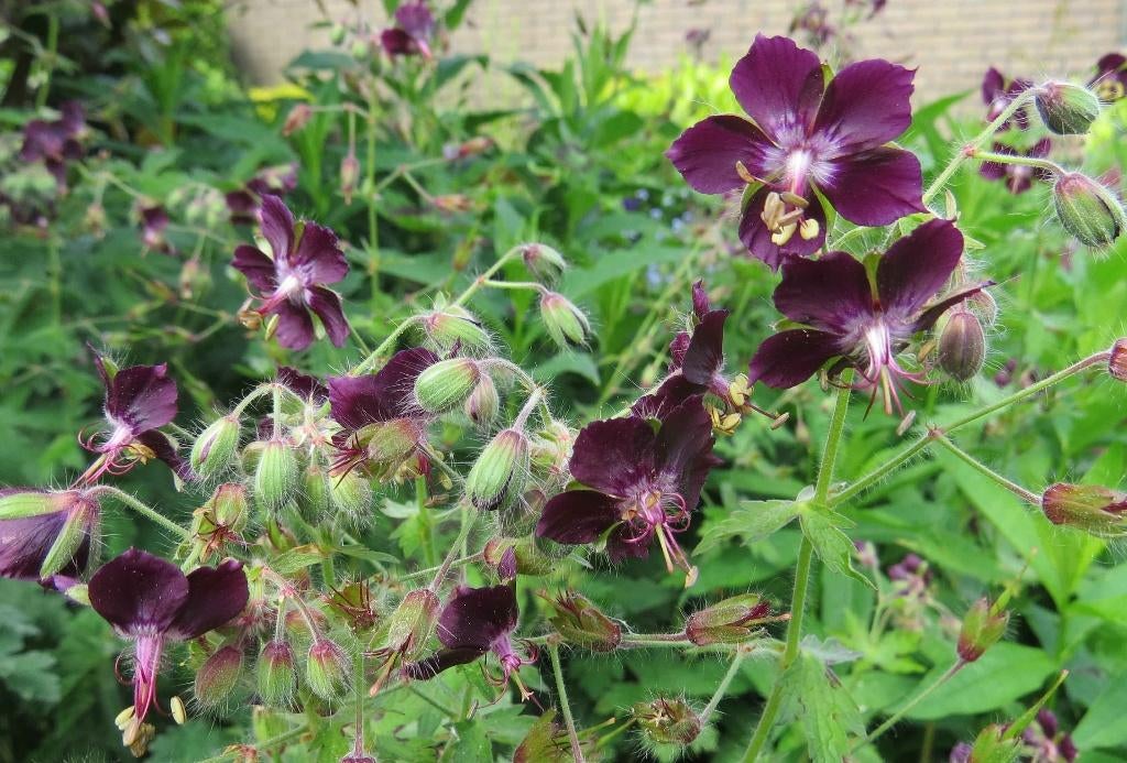Vaste plant : Geranium Pheaum  2 euro, Tuin en Terras, Planten | Tuinplanten, Vaste plant, Overige soorten, Volle zon, Zomer, Ophalen