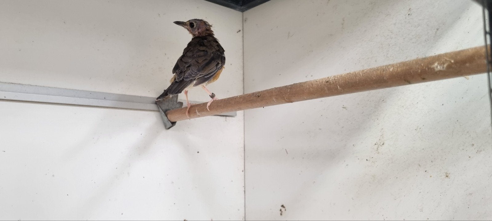 Dama Lijster pop 2026, Dieren en Toebehoren, Vogels | Overige Vogels, Vrouwelijk, Tropenvogel, Geringd
