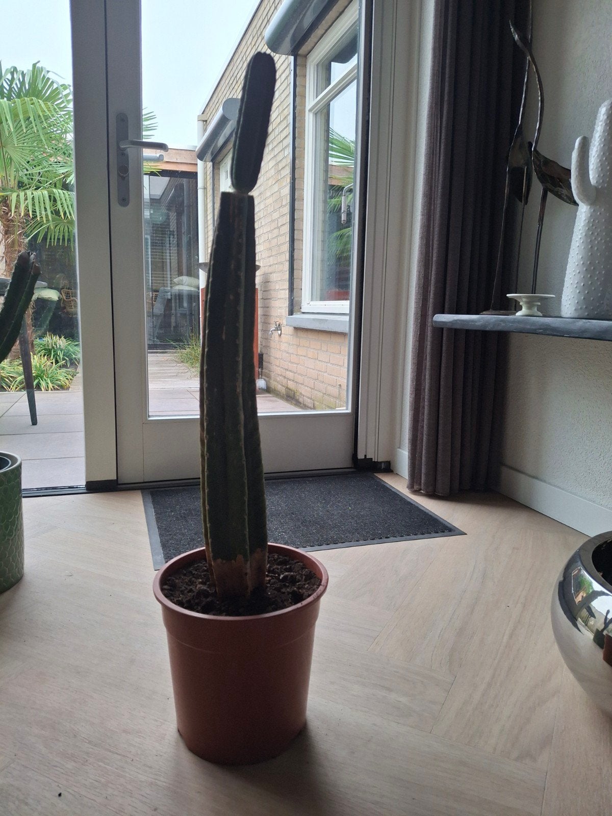 cactus te koop!, Ophalen, Cactus, Volle zon, Minder dan 100 cm