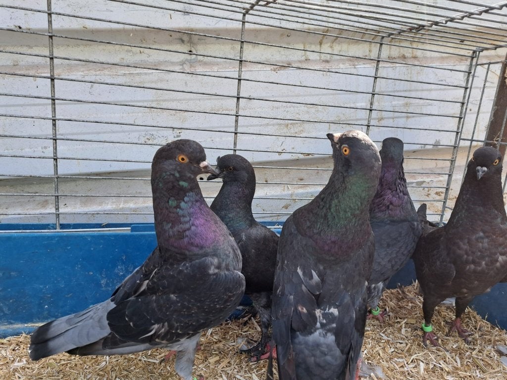 6 mooie jonge modena duiven, 30 euro totaal, Meerdere dieren, Overige soorten