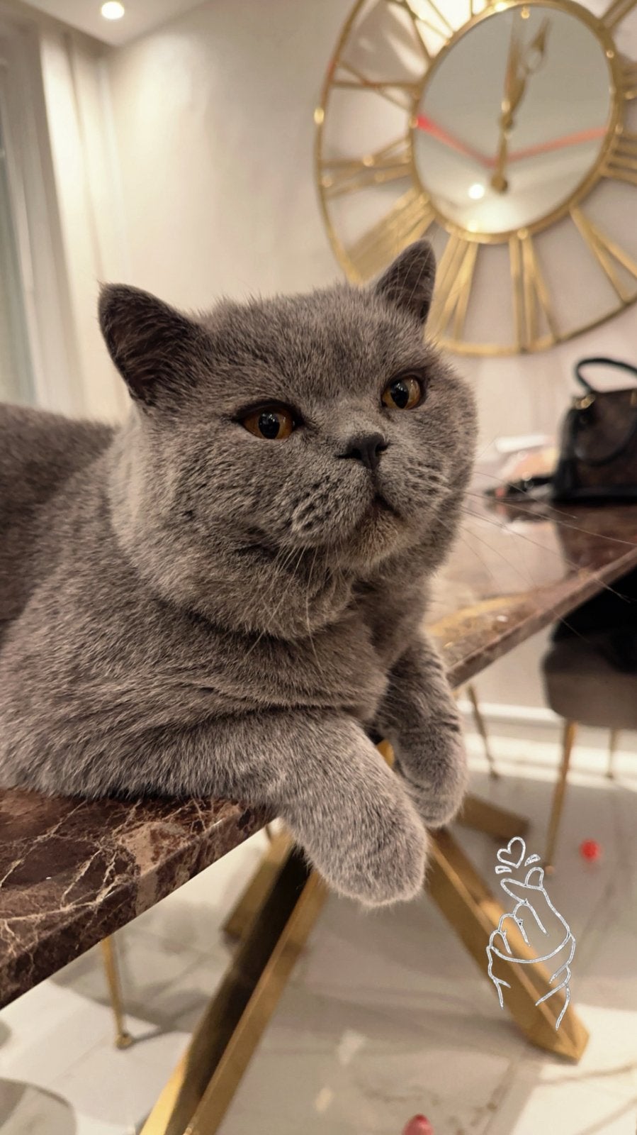 100% britse korthaar kittens., Dieren en Toebehoren, Katten en Kittens | Dekkaters