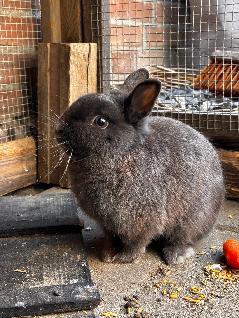 Mannetjes dwerg konijn, Dieren en Toebehoren, Konijnen, Mannelijk, Dwerg, 0 tot 2 jaar
