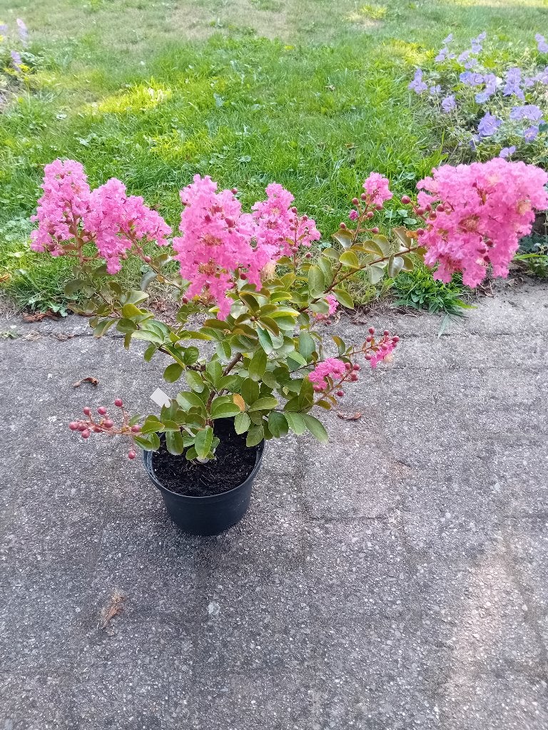 Lagerstroemia Rose, Tuin en Terras, Overige soorten, Volle zon, Vaste plant, Ophalen of Verzenden