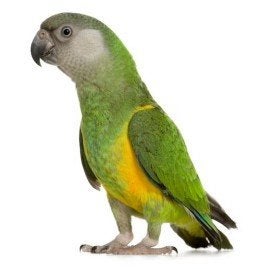 gevraagd bonteboer man van 2025 of 2026, Dieren en Toebehoren, Vogels | Parkieten en Papegaaien, Mannelijk, Papegaai