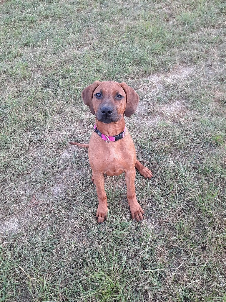 Prachtige Rhodesian Ridgeback pup (stamboom) te koop!, Overige rassen, 8 tot 15 weken, Parvo, Meerdere