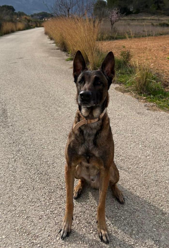 Huiskamernest labrador mix pup zeer sociaal ! Laatste reutje, Dieren en Toebehoren, Honden | Niet-rashonden, 8 tot 15 weken, Meerdere