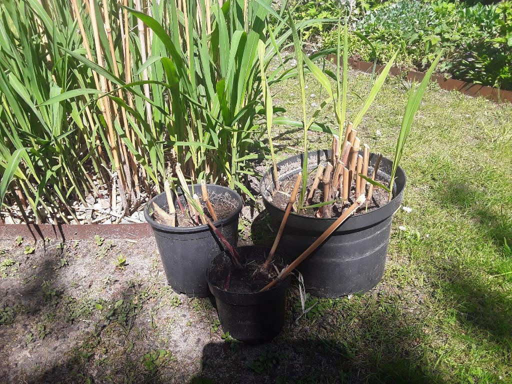 Miscanthus, Olifantengras (of prachrriet), Tuin en Terras, Planten | Tuinplanten, Ophalen, Vaste plant, Siergrassen, Volle zon