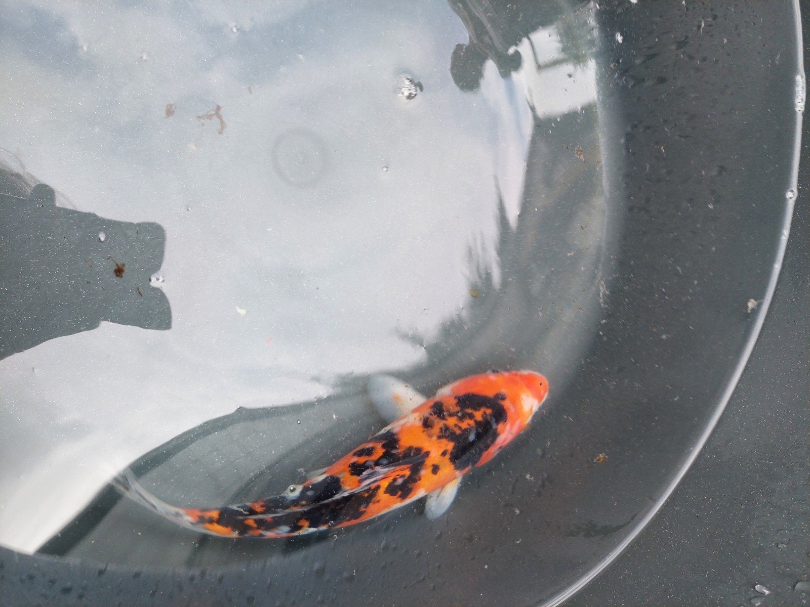 Beni Kumonryu – Ozumi Ikarashi – 31 cm – nisai, Dieren en Toebehoren, Karper of Koi