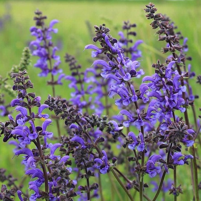 Zaden veldsalie (Salvia pratensis) - inheems, biologisch, Ophalen of Verzenden, Najaar, Volle zon, Zaad