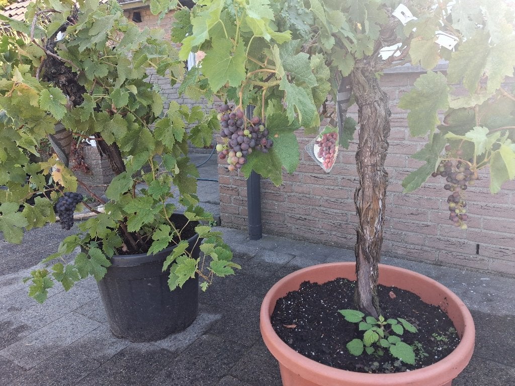 Mediterraanse druif Vitis vinifera ACTIE! NU €75,-, Tuin en Terras, Planten | Fruitbomen, Minder dan 100 cm, Overige soorten, Volle zon