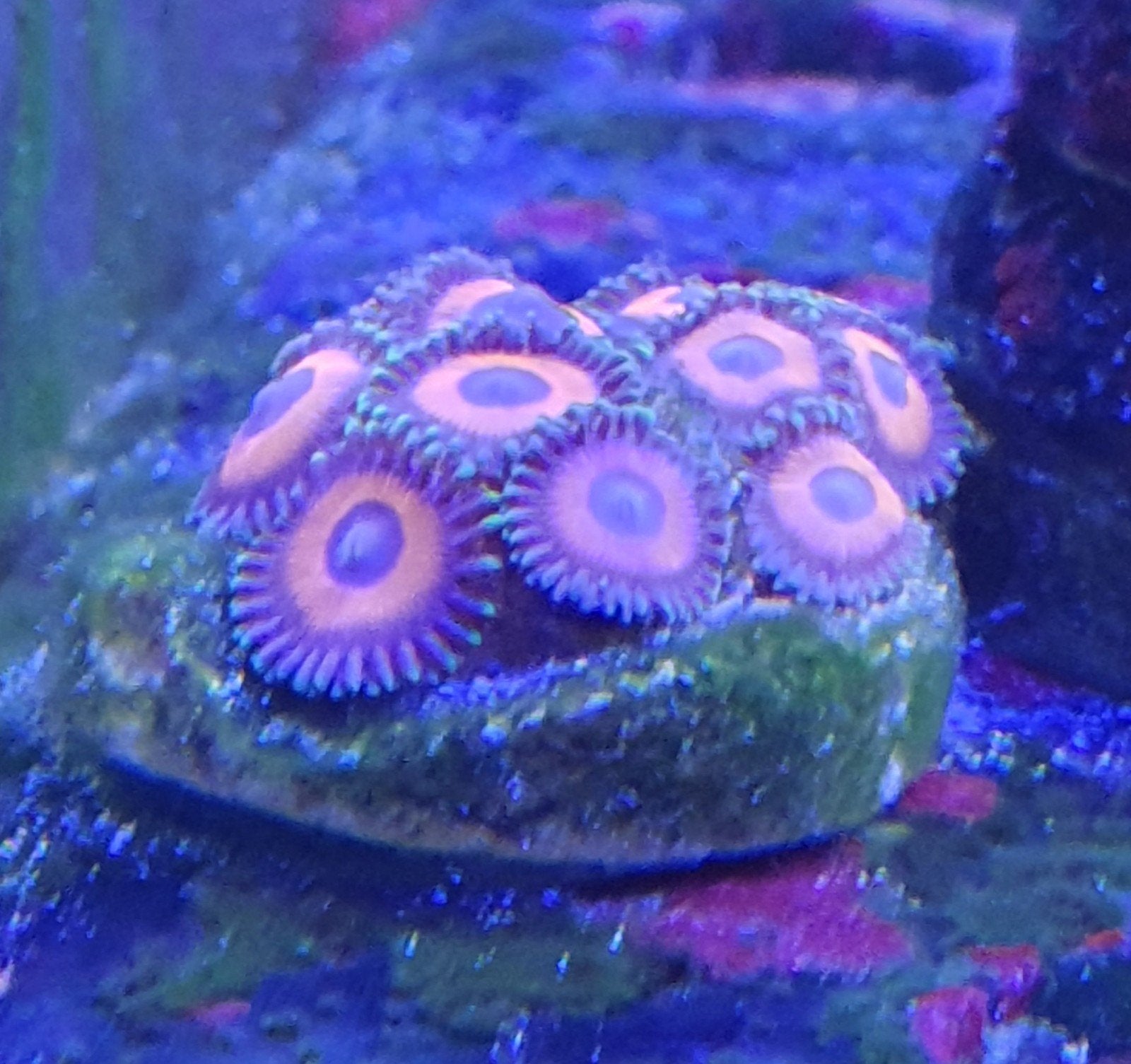 Diverse Koraalstekken., Dieren en Toebehoren, Vissen | Aquariumvissen, Vis