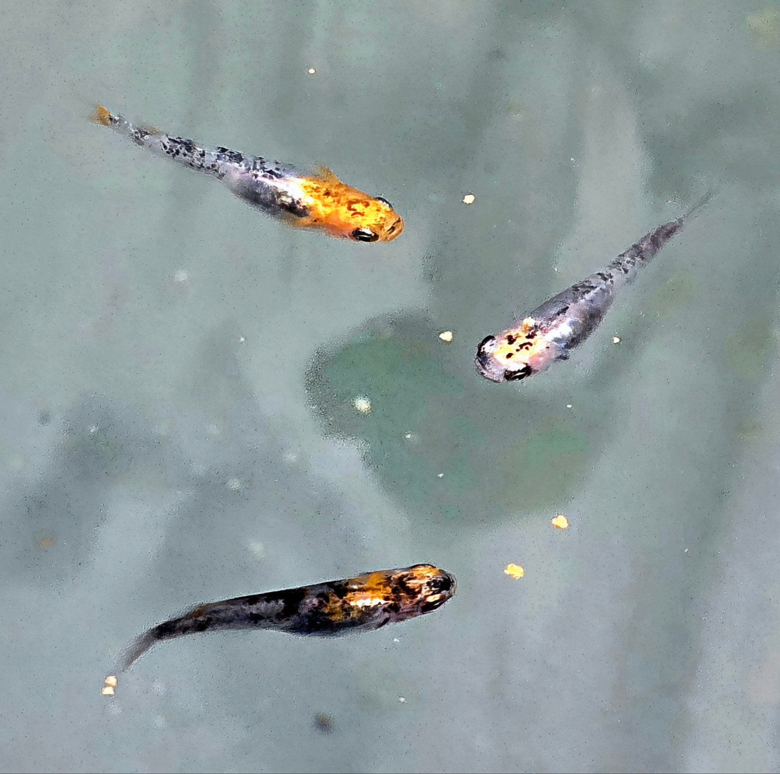 Tricolor Medaka,  Japanse Rijstvis eitjes