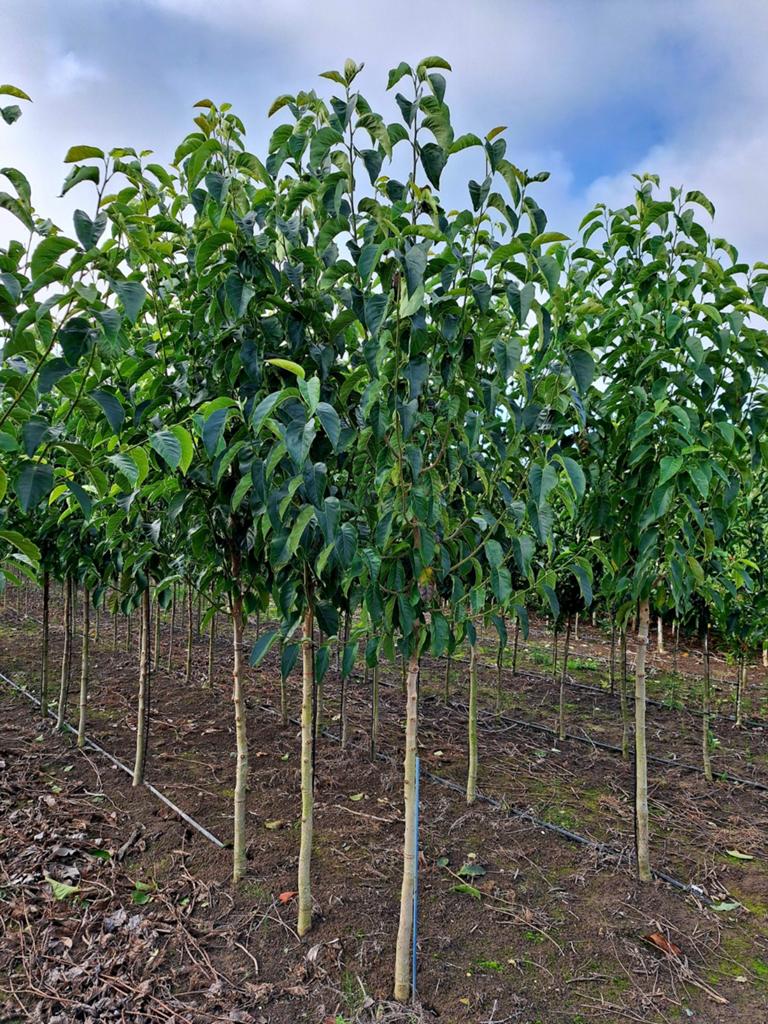 Magnolia 'Galaxy' 🌺 valse tulpenboom🌳, Tuin en Terras, Ophalen, Lente, Volle zon, Overige soorten