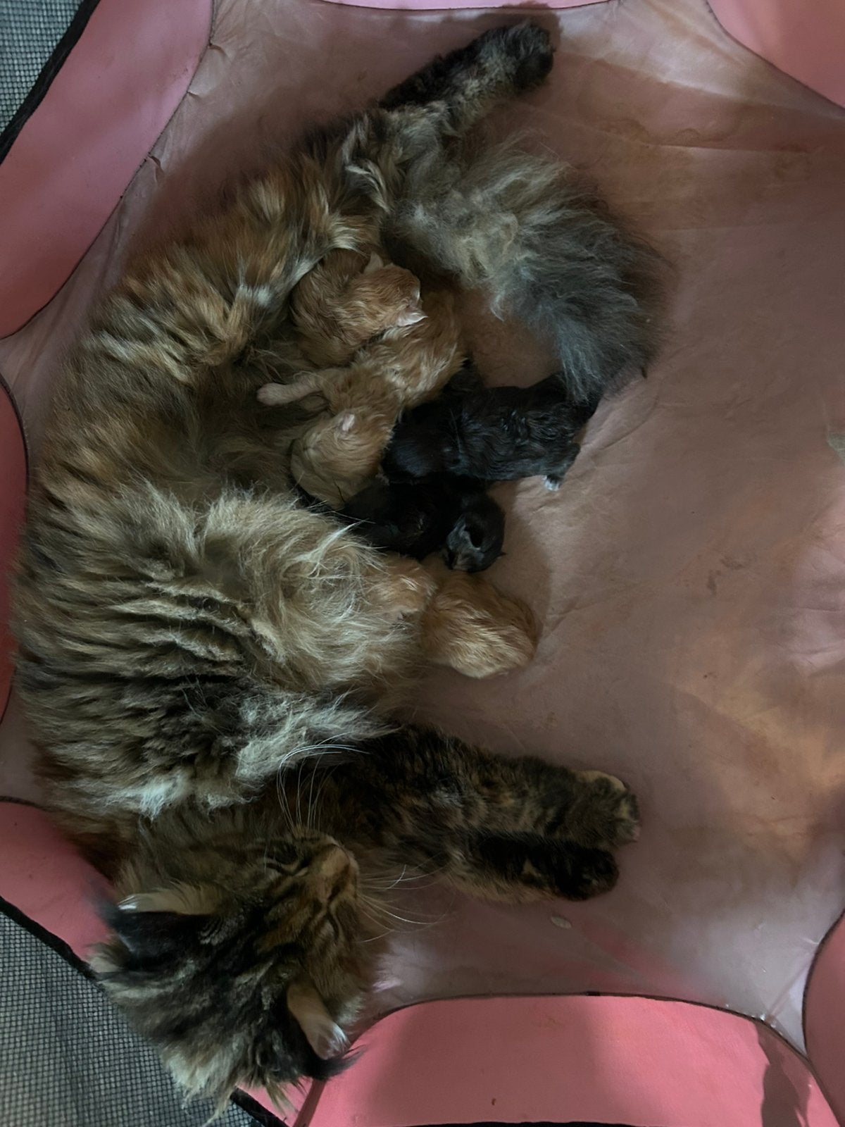 Kittens Mainecoon Russische lijnen., Dieren en Toebehoren, Geslacht onbekend, Langharig
