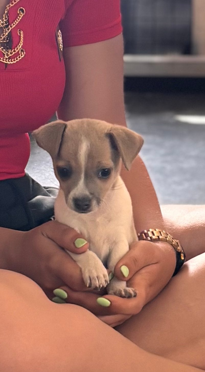 Kleinblijvende super vrolijke Jackrussell x Chihuahua pups, Dieren en Toebehoren, Honden | Chihuahua's en Gezelschapshonden, Parvo