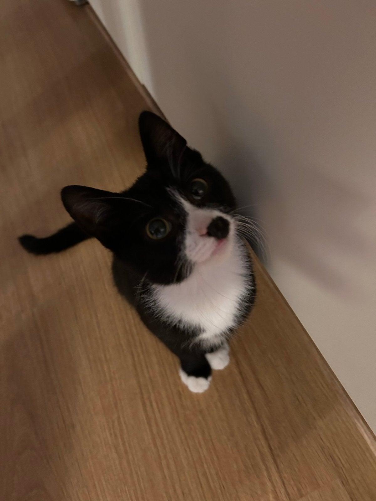 Te koop kitten, Poes