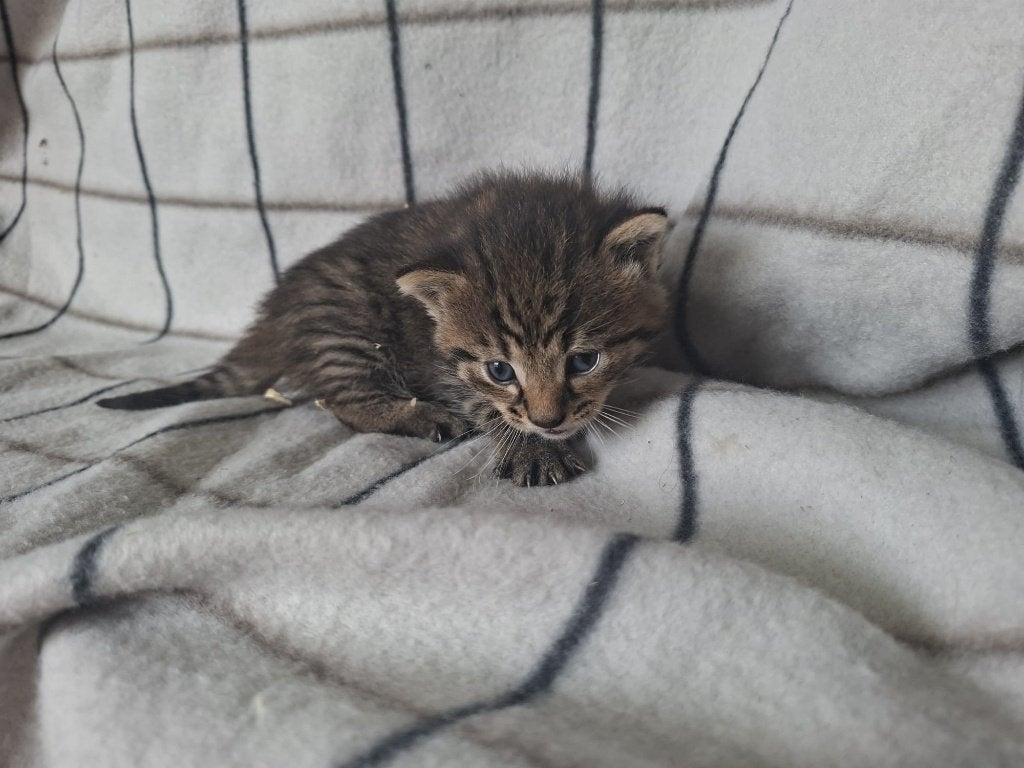 Mooie Boerderij kitten, Meerdere dieren, 0 tot 2 jaar