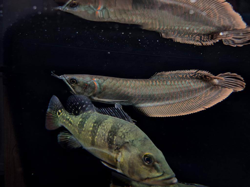 Zilver  arowana osteoglossum Bicirrhossum, Dieren en Toebehoren, Vis