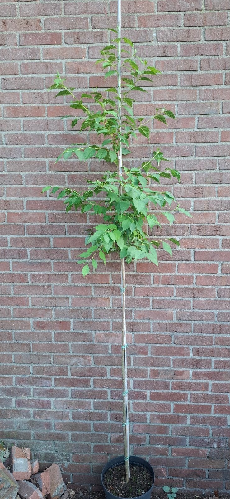 Styrax japonicus, japanse storaxboom, Ophalen, Volle zon, Overige soorten, Minder dan 100 cm