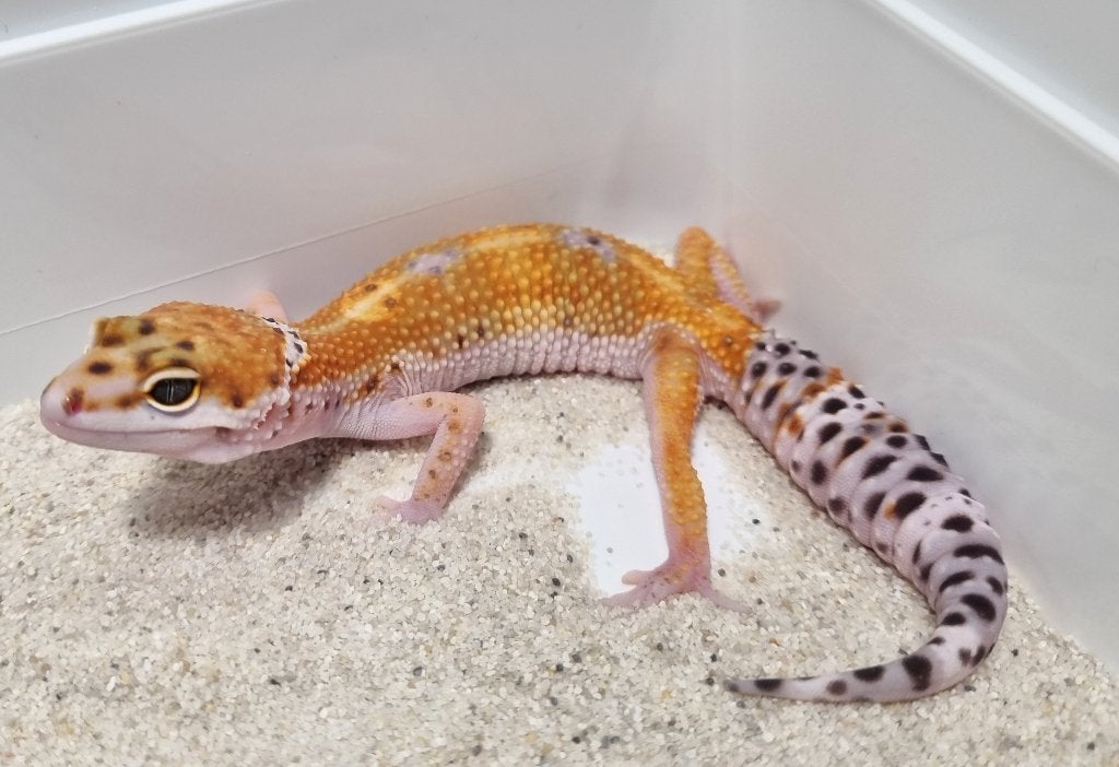 0.1 purple head x w&y bell albino luipaardgekko