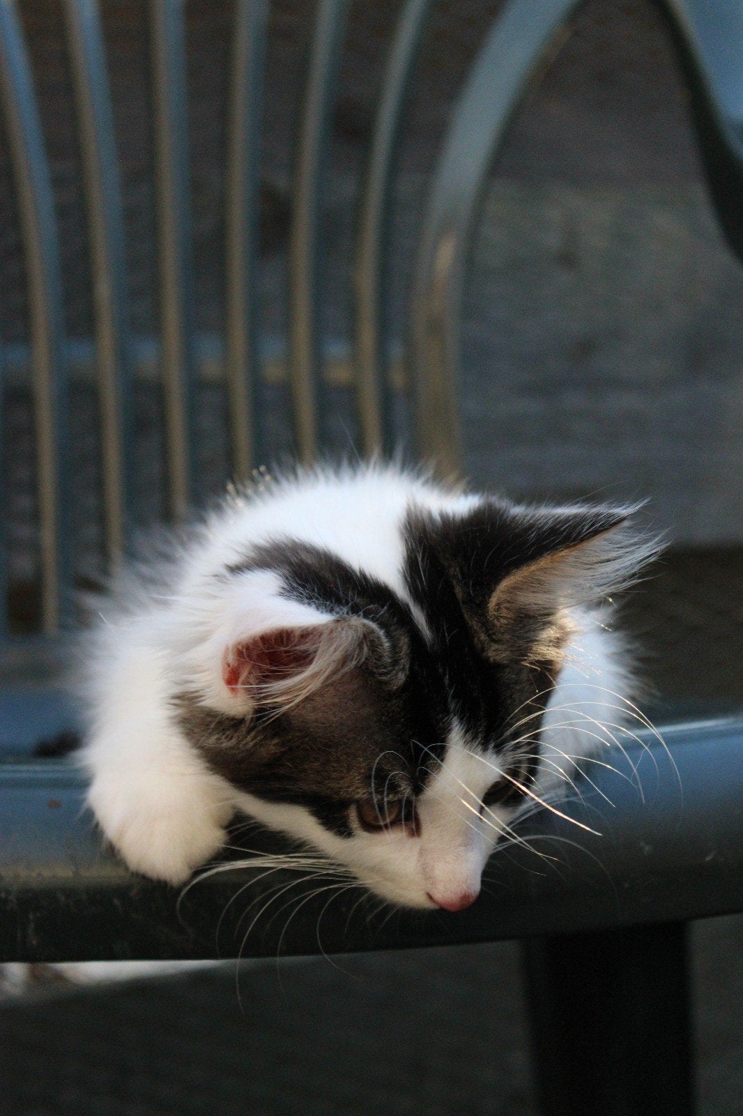 harlekijn maine coon laatste. !! mogen nu mee., Kater, Langharig, 0 tot 2 jaar