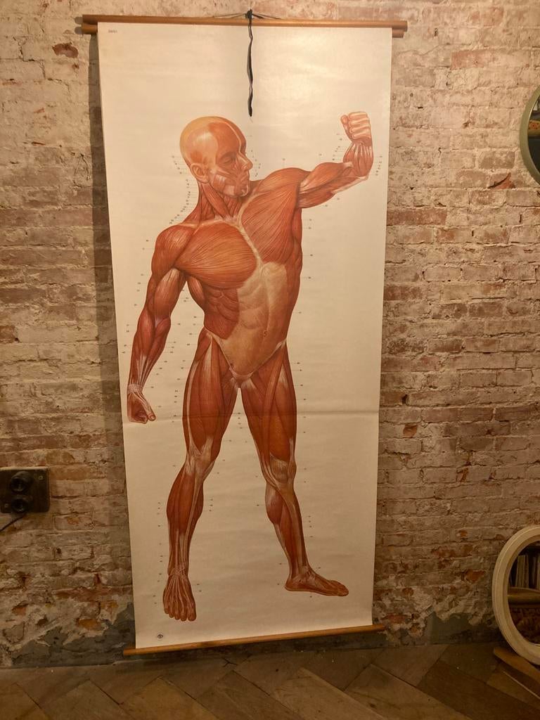 2 anatomische educatieve posters wandplaten vintage, Antiek en Kunst, Antiek | Schoolplaten, Ophalen of Verzenden, Natuur en Biologie