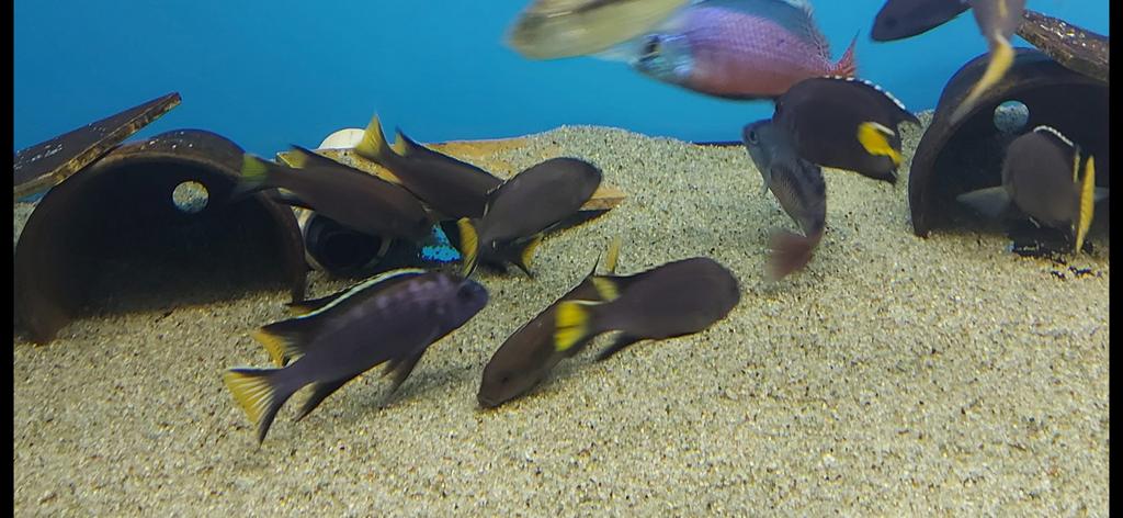 Pseudotropheus elegans Itungi ( malawi cichlide), Vis