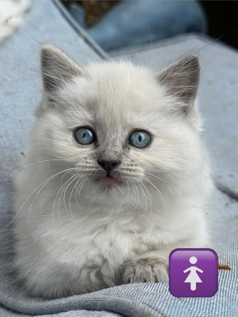 Raszuivere ragdoll kitten + garantie en proefperiode, Dieren en Toebehoren, Katten en Kittens | Raskatten | Langhaar, Meerdere dieren