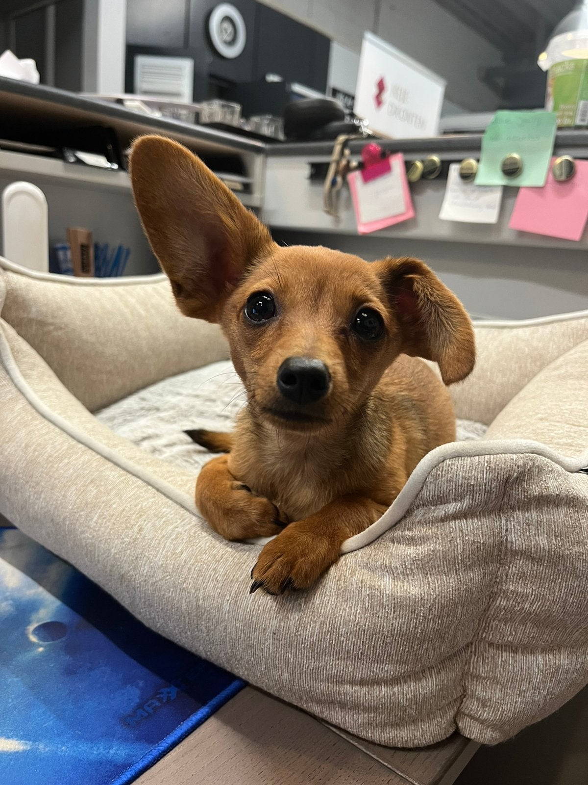 Teckel x Pomeriaan puppy, HCC (leverziekte), 15 weken tot 1 jaar, Teef, Eén hond
