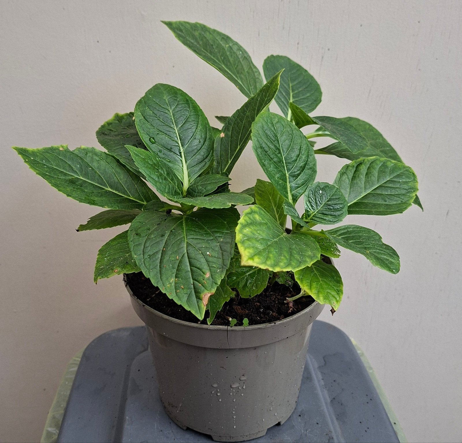 Hortensia, Ophalen, Overige soorten, Halfschaduw