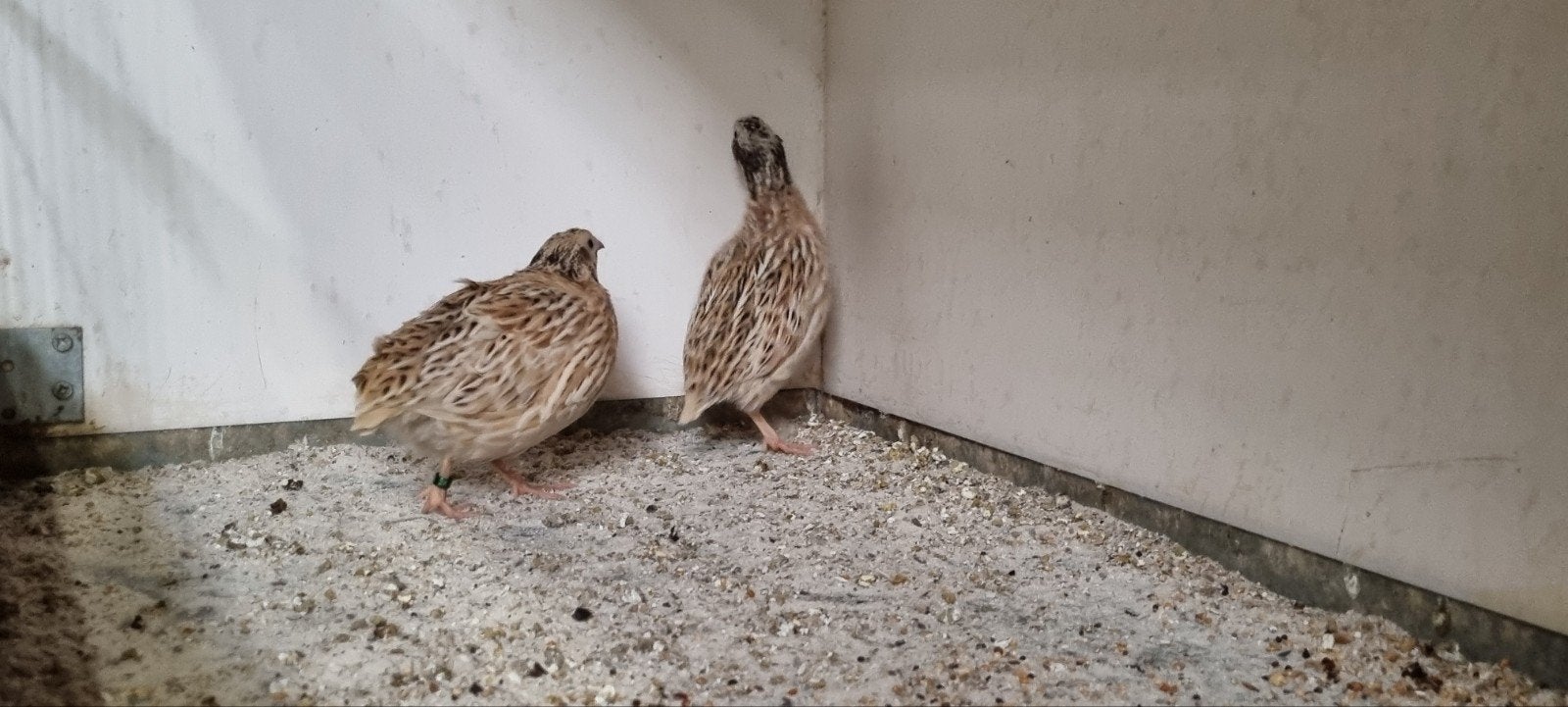 Europese kwartel hollandse, Meerdere dieren, Wildzangvogel, Geringd