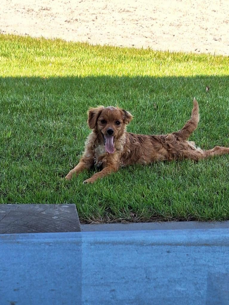 Boomer reutje, Dieren en Toebehoren, 15 weken tot 1 jaar, Reu, Eén hond, Klein