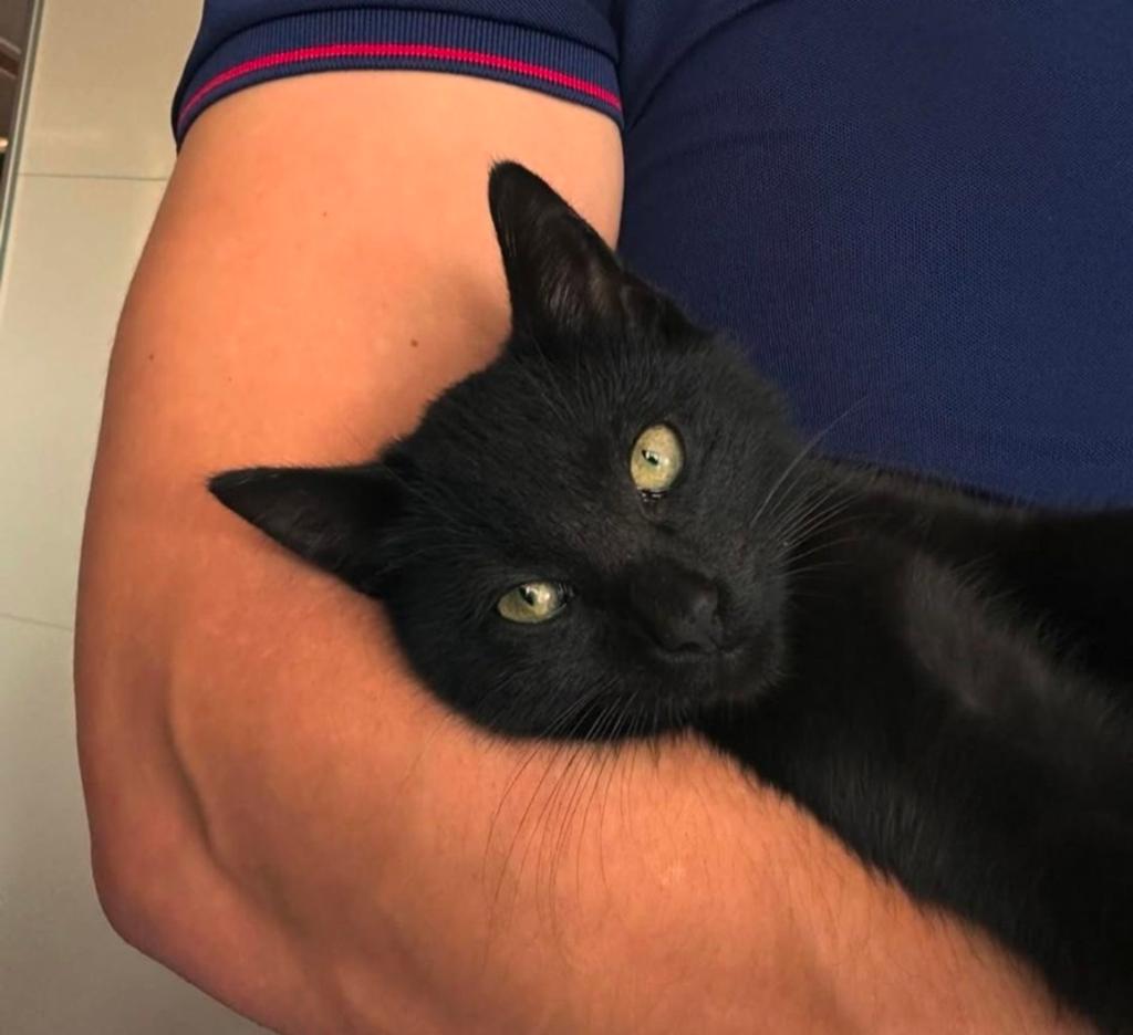 2 poezen zoeken een lief baasje, Dieren en Toebehoren, Katten en Kittens | Raskatten | Korthaar, Poes