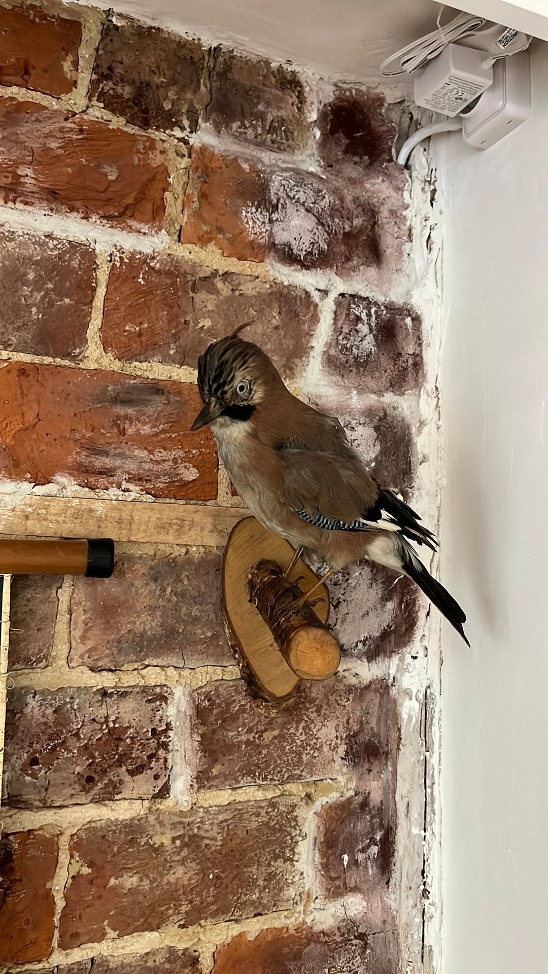Vintage opgezette specht, vlaamse gaai, vogel taxidermie, Ophalen of Verzenden, Gebruikt, Vogel, Opgezet dier