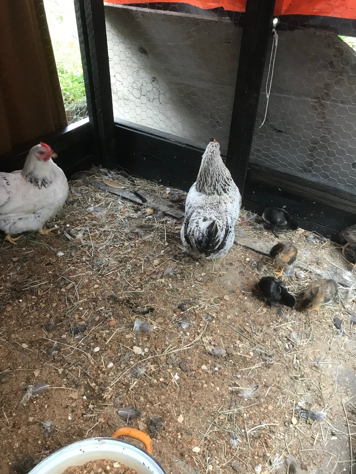 3 kippen, 6 kuikens te koop, Meerdere dieren, Kip