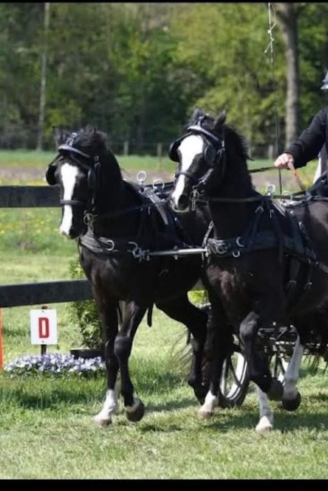Mooie span welsh C pony's, Ruin, C pony (1.27m tot 1.37m), Gechipt, 3 tot 6 jaar